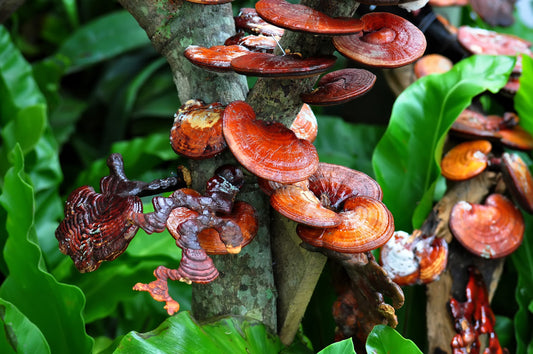 Reishi Revolution: A Guide to Mushroom Magic - Venter Mushrooms