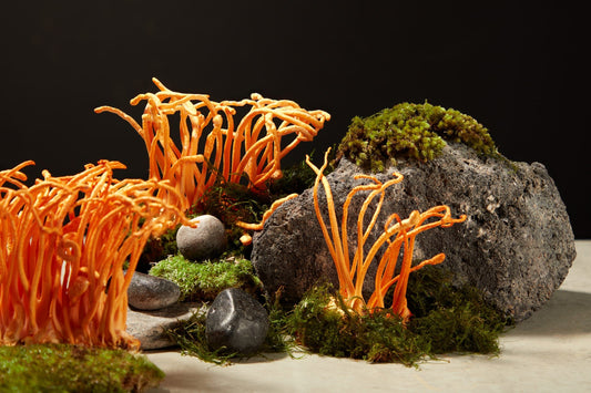 The Ancient Secret: Cordyceps in Traditional Medicine - Venter Mushrooms