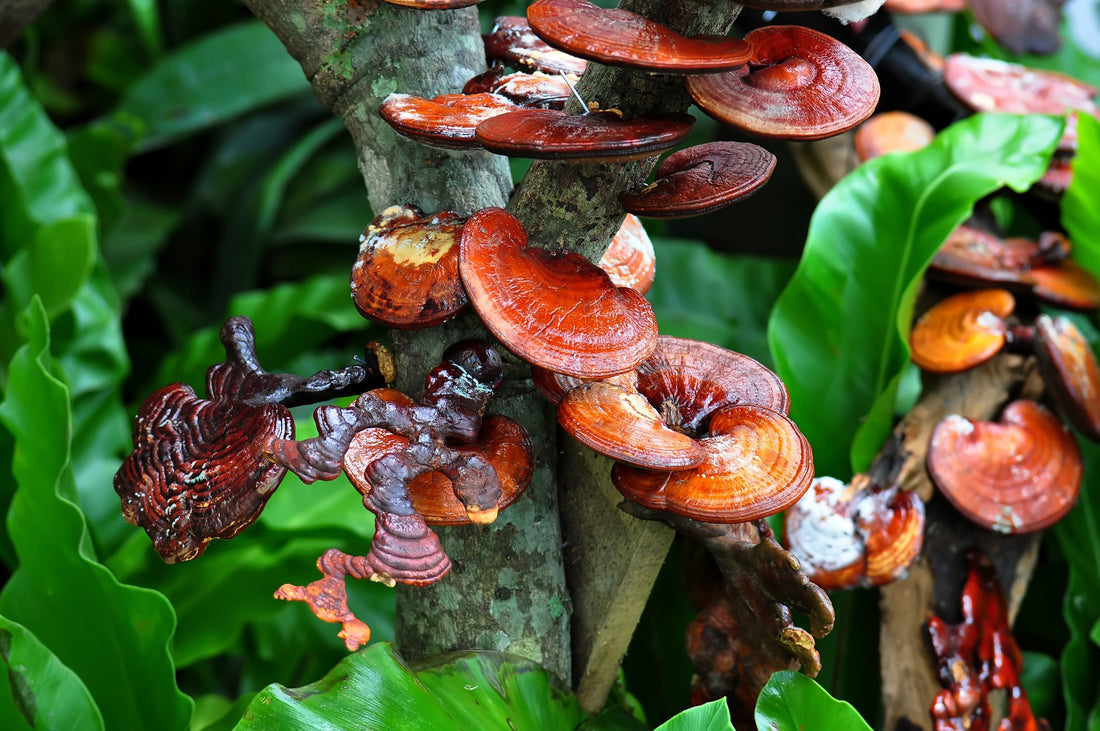 Reishi Revolution: A Guide to Mushroom Magic - Venter Mushrooms