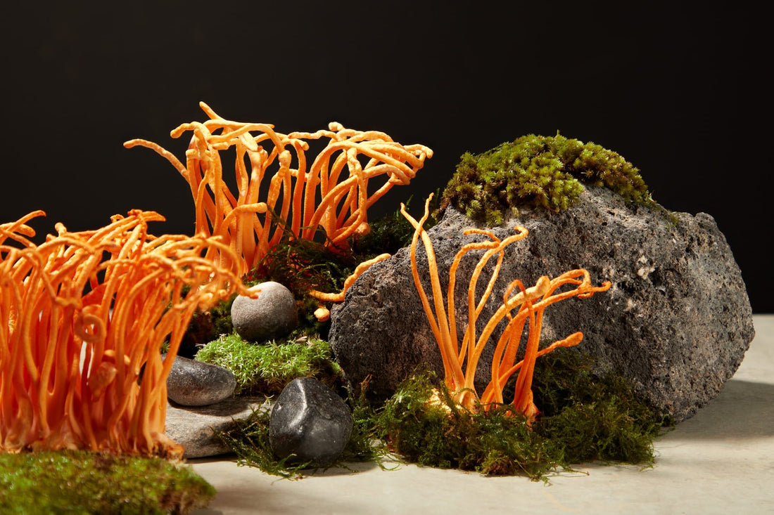 The Ancient Secret: Cordyceps in Traditional Medicine - Venter Mushrooms