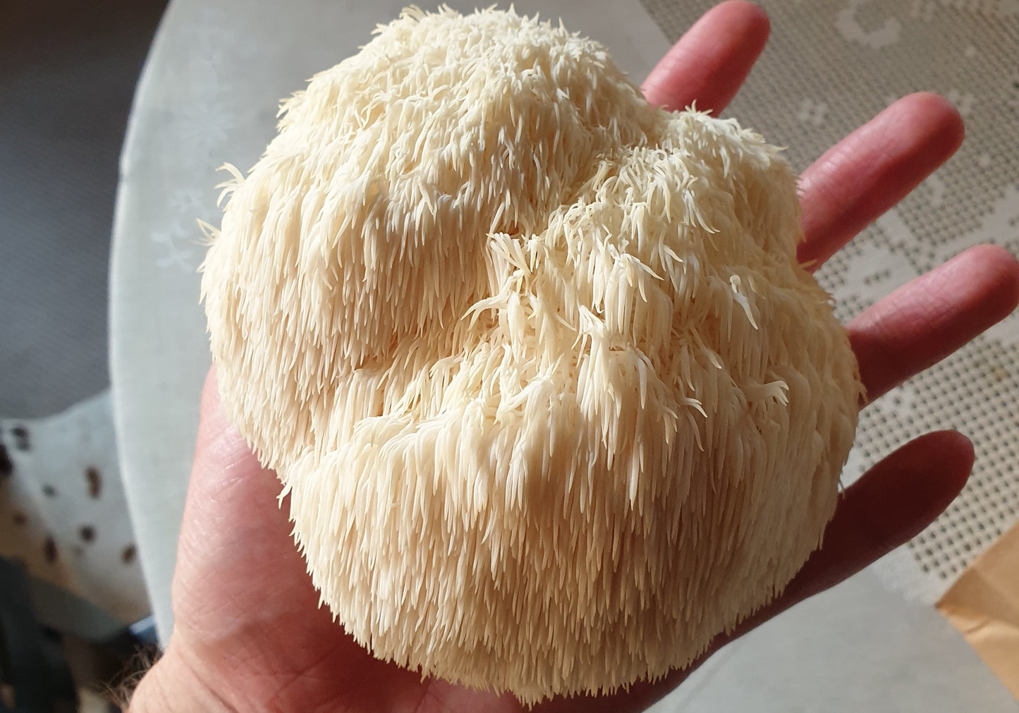Lion's Mane Capsules - Venter Mushrooms