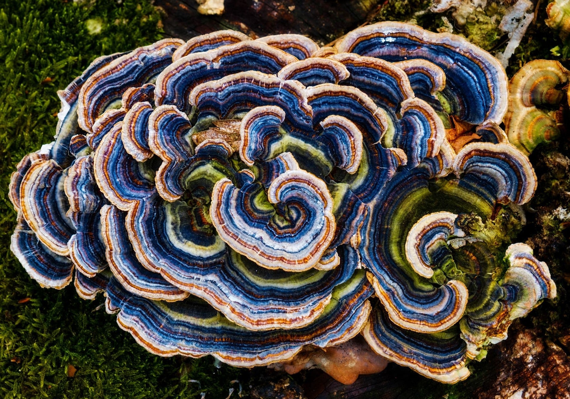 Turkey Tail Capsules - Venter Mushrooms